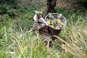 Pineapple Harvest - Bangladesh