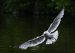 Spring Brings Renewed Concerns Over Aggressive Seagulls In Dublin