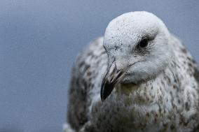 Spring Brings Renewed Concerns Over Aggressive Seagulls In Dublin