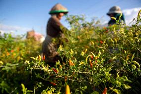 INDONESIA-CENTRAL SULAWESI-CHILI-HARVEST