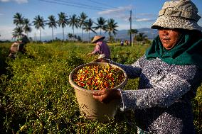 INDONESIA-CENTRAL SULAWESI-CHILI-HARVEST