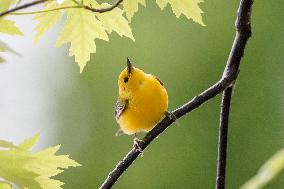 Wildlife At The Oxbow Nature Conservancy