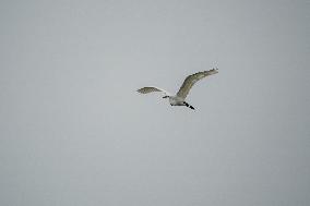 Wildlife At The Oxbow Nature Conservancy