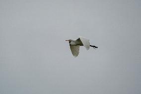 Wildlife At The Oxbow Nature Conservancy