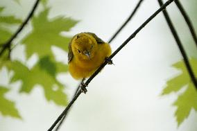 Wildlife At The Oxbow Nature Conservancy