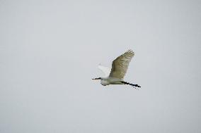 Wildlife At The Oxbow Nature Conservancy