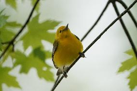 Wildlife At The Oxbow Nature Conservancy