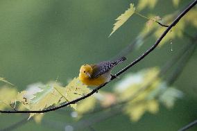 Wildlife At The Oxbow Nature Conservancy