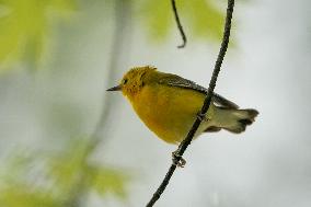 Wildlife At The Oxbow Nature Conservancy