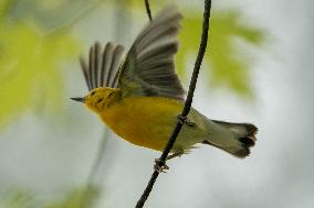 Wildlife At The Oxbow Nature Conservancy