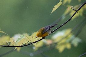 Wildlife At The Oxbow Nature Conservancy