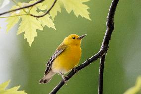 Wildlife At The Oxbow Nature Conservancy