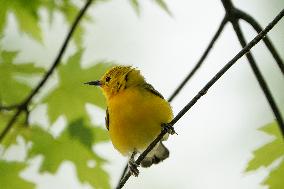 Wildlife At The Oxbow Nature Conservancy