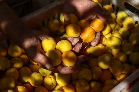 The Apricot Harvest Season