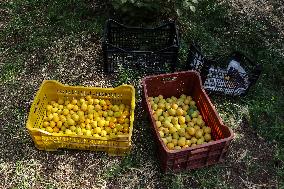 The Apricot Harvest Season