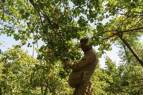 Apricot Harvest In Egypt