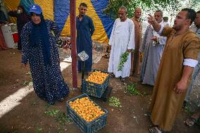 Apricot Harvest In Egypt