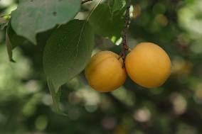 Apricot Harvest In Egypt