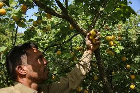 Apricot Harvest In Egypt