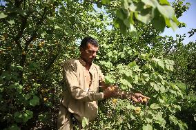 Apricot Harvest In Egypt