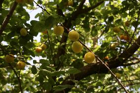 Apricot Harvest In Egypt