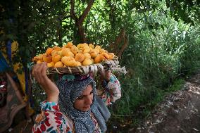 Apricot Harvest In Egypt