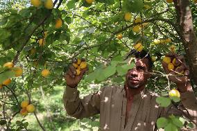 Apricot Harvest In Egypt