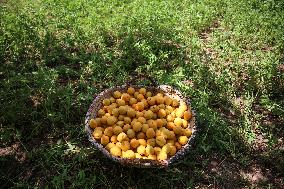 Apricot Harvest In Egypt