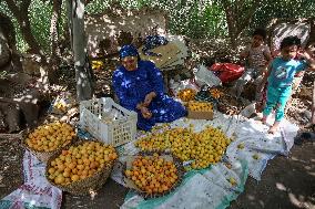 Apricot Harvest In Egypt