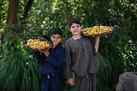 Apricot Harvest In Egypt