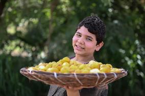 Apricot Harvest In Egypt