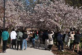 Cherry Blossoms In Toronto, Canada