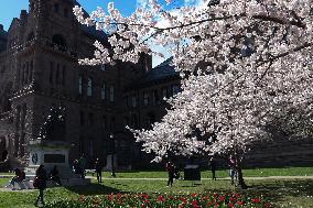 Cherry Blossoms In Toronto, Canada