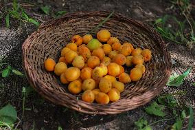 Apricot Harvest Season