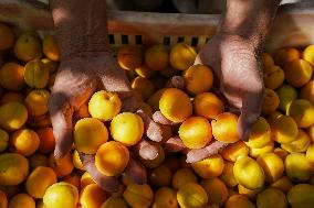Apricot Harvest Season