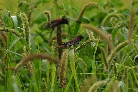 India Wildlife