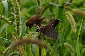 India Wildlife