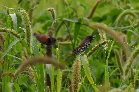 India Wildlife