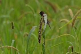 India Wildlife