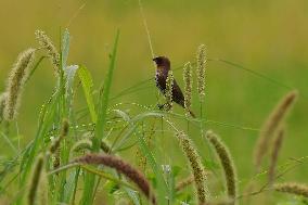 India Wildlife