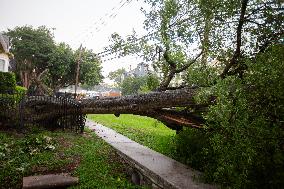 Fallen Trees From Powerful Houston Storm