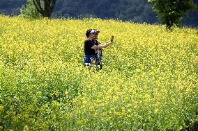 SOUTH KOREA-GYEONGGI-DO-FLOWERS