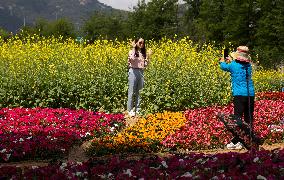SOUTH KOREA-GYEONGGI-DO-FLOWERS