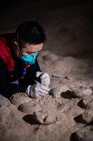 ChineseToday | Dinosaur egg fossils restorer: discovering mysteries of paleontological life
