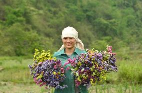 Statice Flower Harvest In Senapati, India