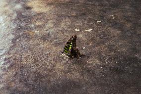 Tailed Jay (Graphium Agamemnon) - Animal India