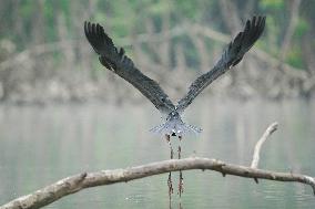 Great Blue Heron At The Oxbow Nature Conservancy