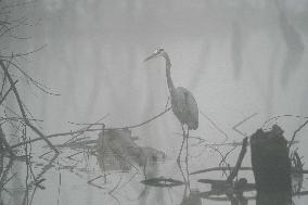Great Blue Heron At The Oxbow Nature Conservancy