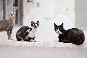 Cats On A Yard In Athens