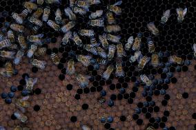 Beekeepers In Mexico Attend To Breeding Chambers Prior To World Bee Day